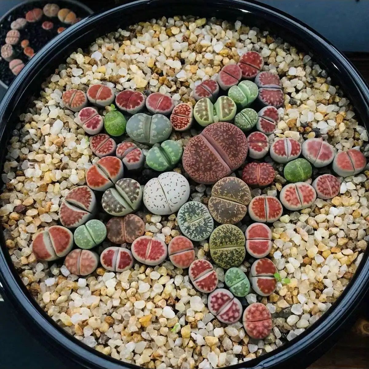 1pc-250g Natural Crystals Grav - Aquarium Plant Gravel review and price