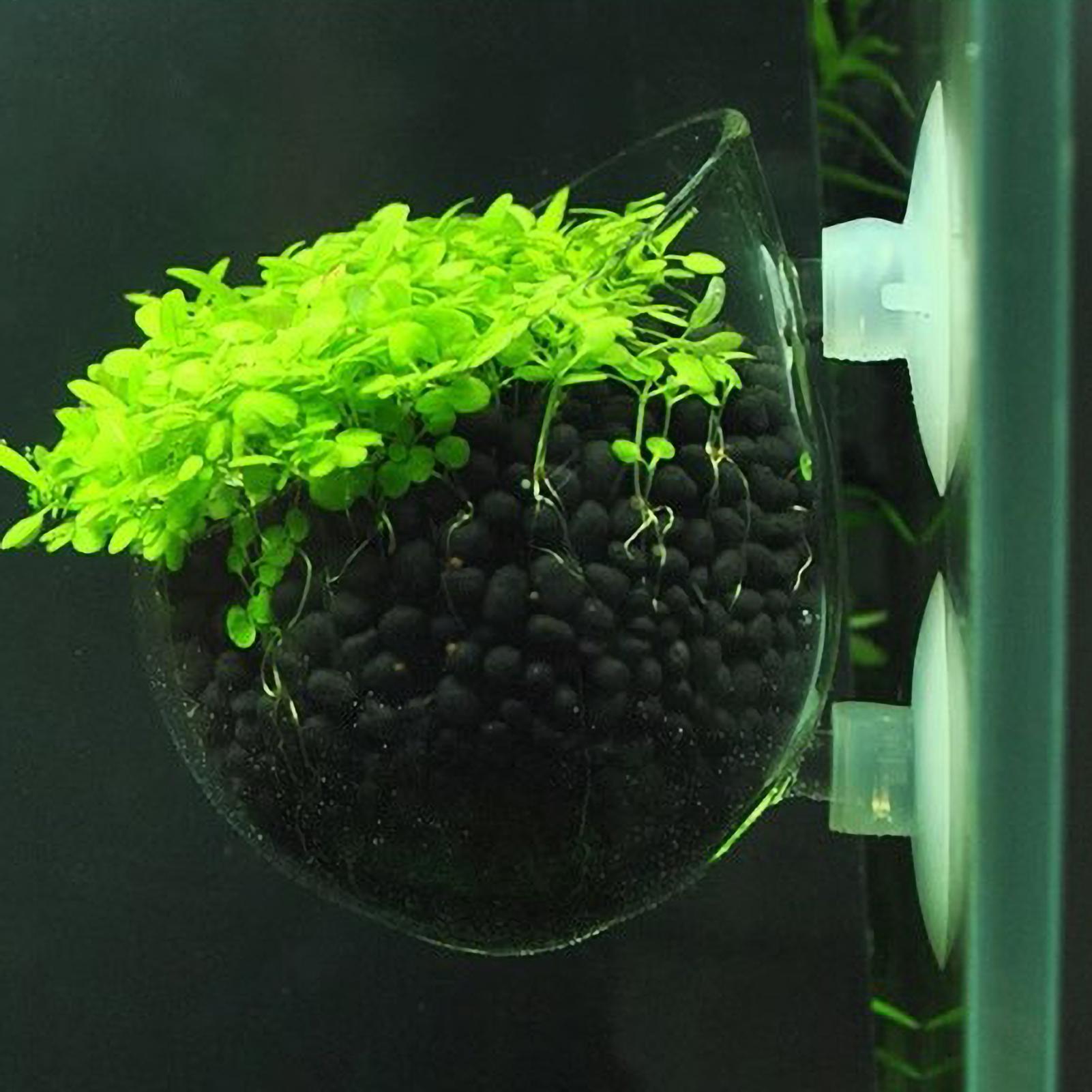 Aquarium Plant Holder Glass Aq - Aquarium Planted Tank Substrate review and price
