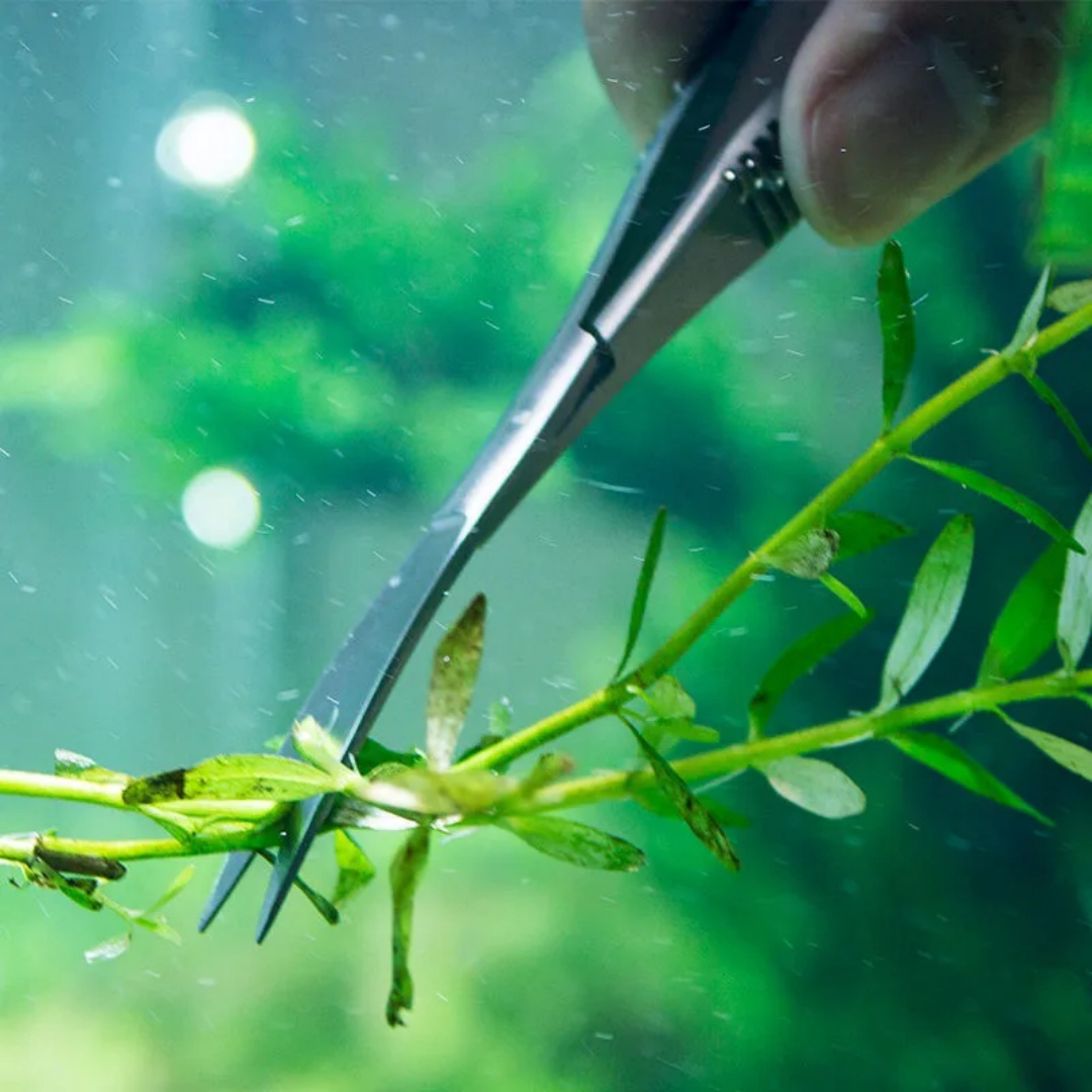 Curved Straight Spring Scissor - Planted Aquarium Maintenance Kit review and price