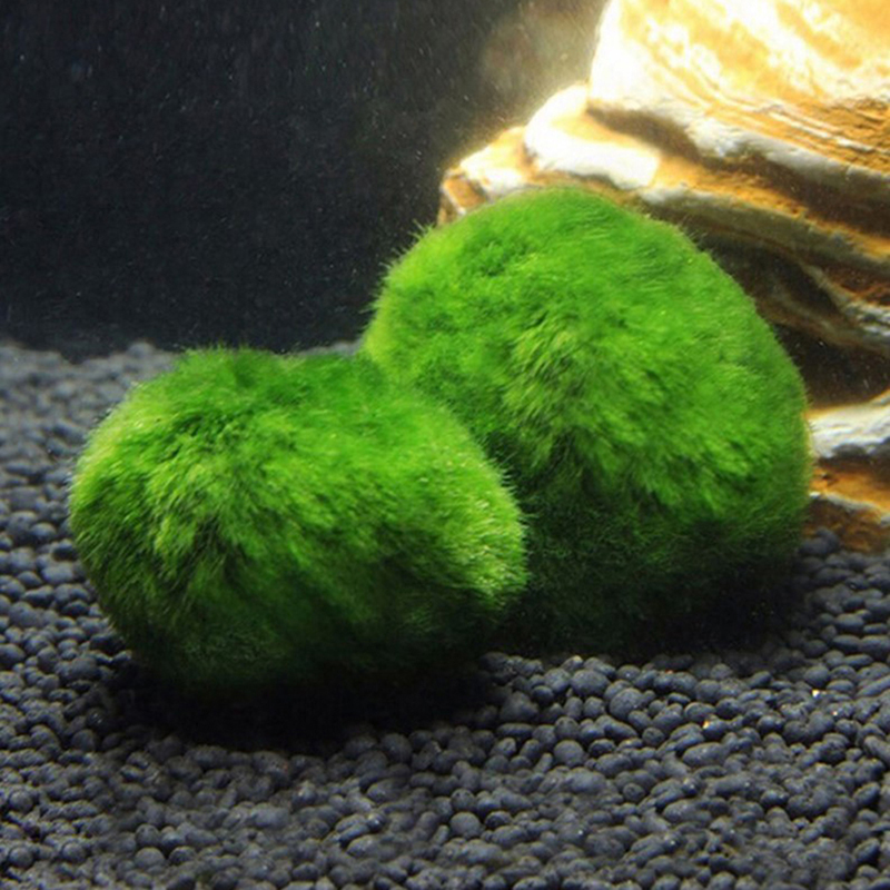 Live Marimo Moss Balls 3-4cm G - Aquarium Planted Tank Substrate review and price