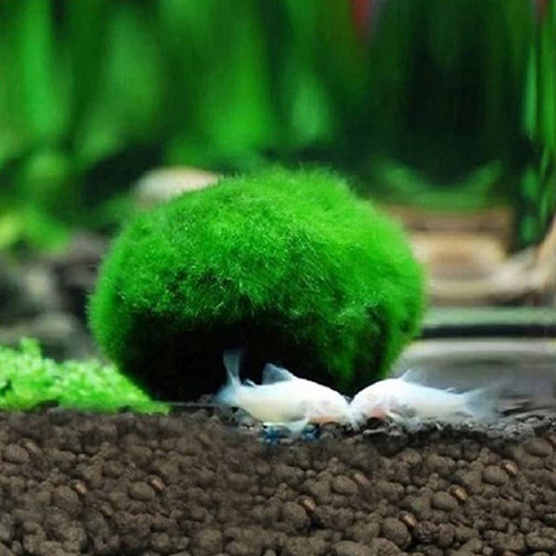 Live Marimo Moss Balls 3-4cm G - Aquarium Planted Tank Substrate review and price